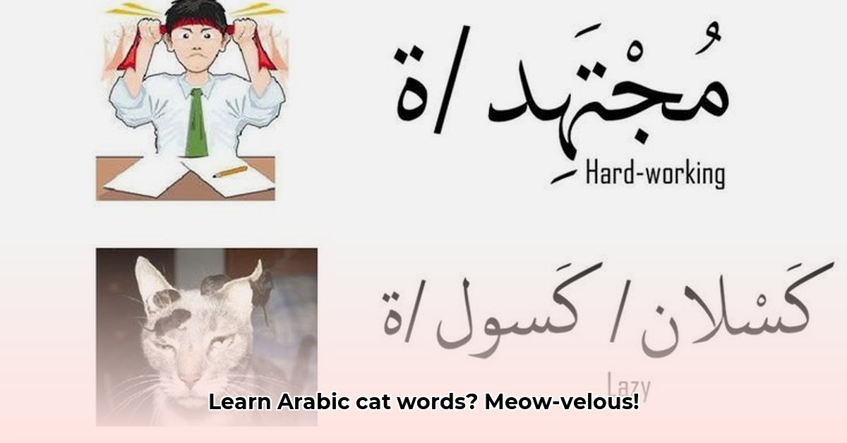 learn-arabic-cat-vocabulary
